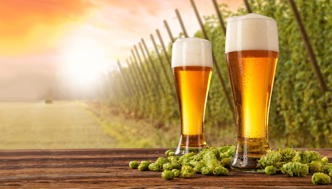 Bier und Cannabis haben etwas gemeinsam  Reader's Digest