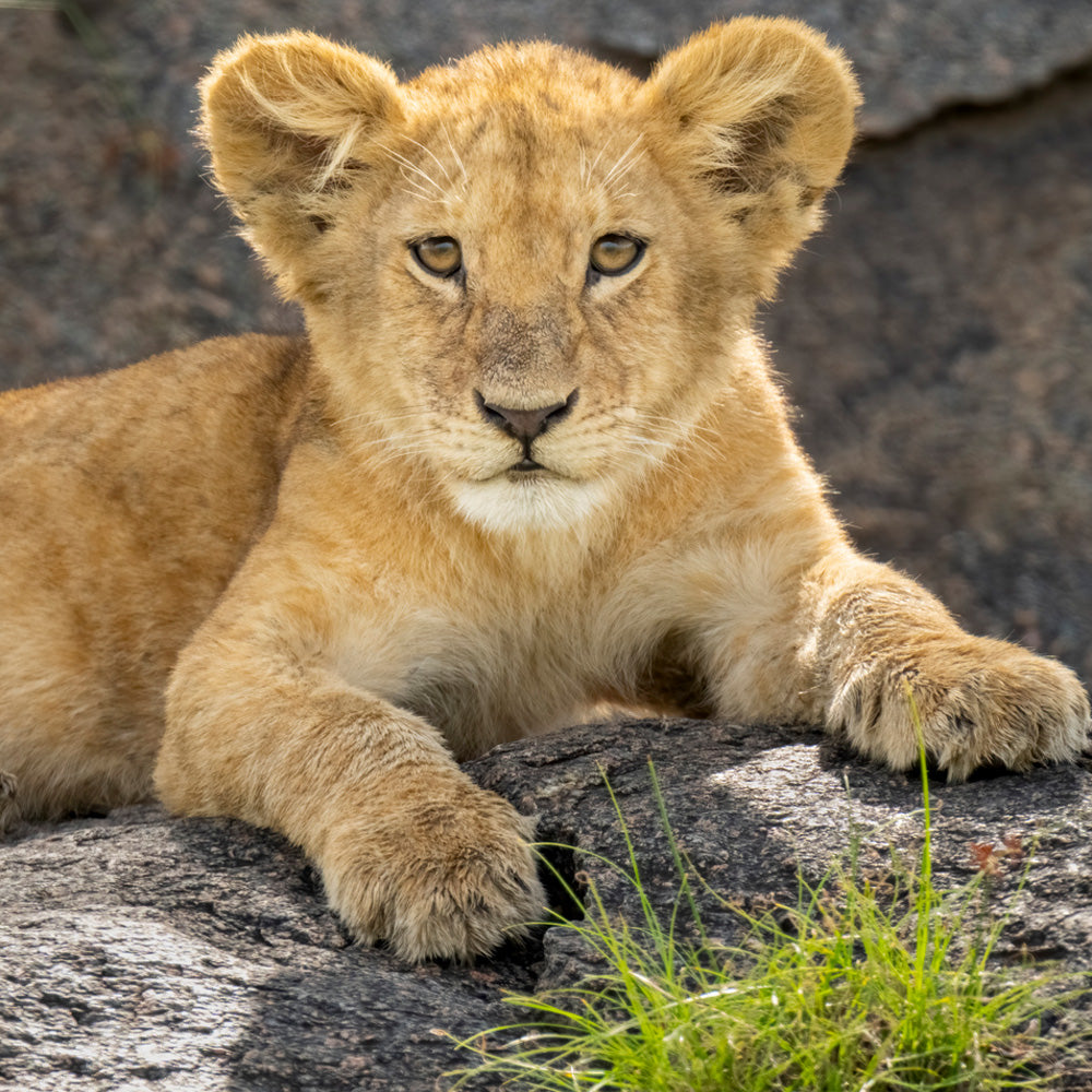 NATUR UND TIERE visual data 2