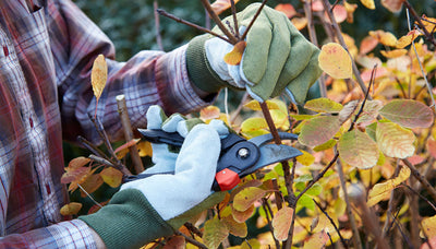 Garten im Herbst: Das ist jetzt zu tun