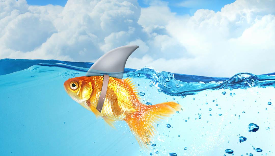 Gesund oder gefälscht? Die Wahrheit über Fisch – Reader's Digest