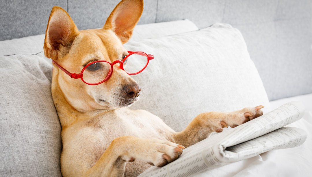 Ein und trägt eine rote Brille und tut so, als läse er eine Zeitung