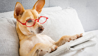 Zeitungsabo: Ein Geschenk, das das ganze Jahr Freude macht