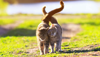 Katzen finden über weite Distanzen den Weg nach Hause