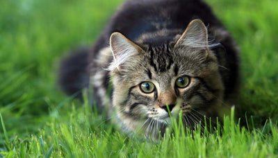 Die Sinne der Katze sind besonders fein ausgeprägt