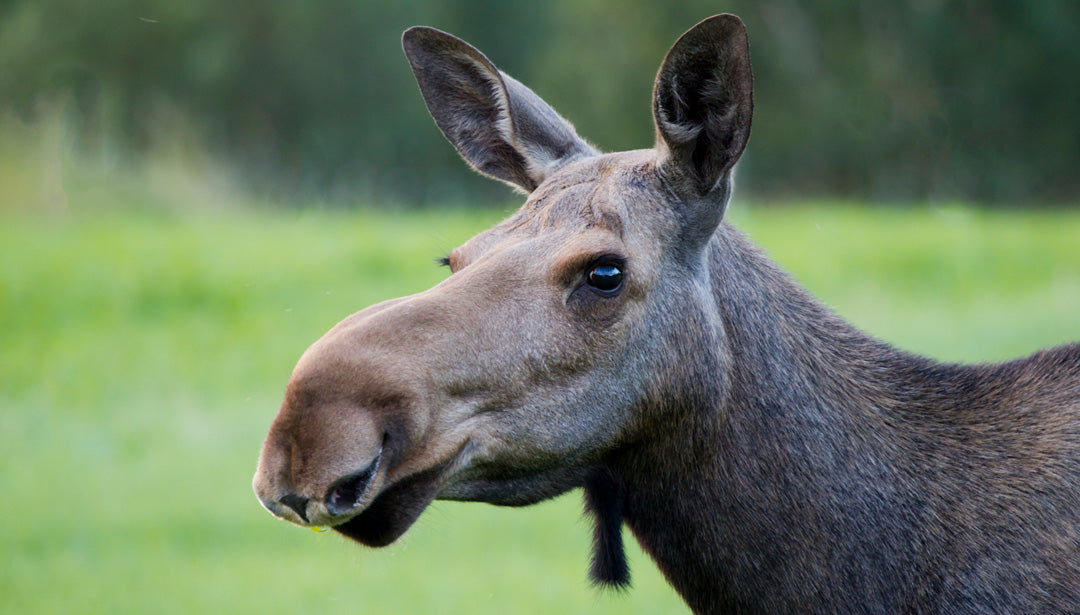 Eine Elchkuh steht auf einer Wiese.
