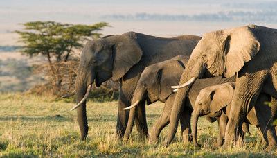 Sanfte Riesen: 13 elefantöse Fakten