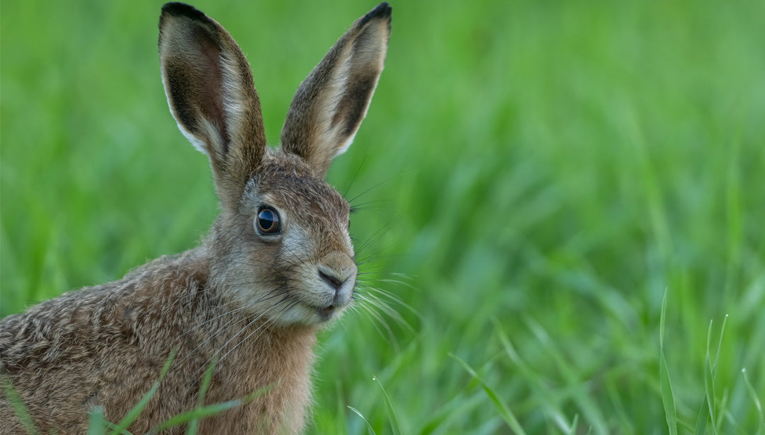 Ein junger Feldhase sitzt auf einer grünen Wiese