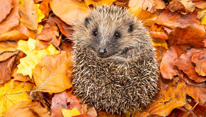 Willkommener Gast im Garten: der Igel