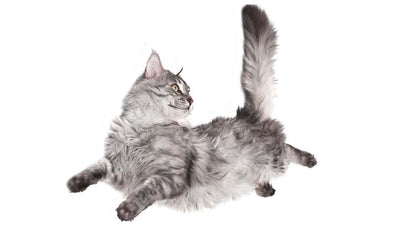 Katzen landen immer auf den Beinen