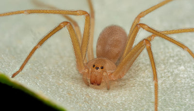 Südeuropa: giftige Violinspinne breitet sich aus