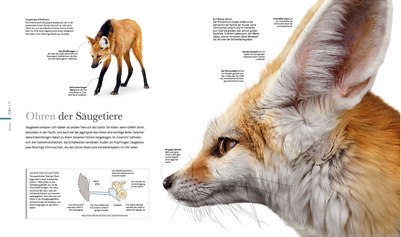 Die fantastische Welt der Tiere