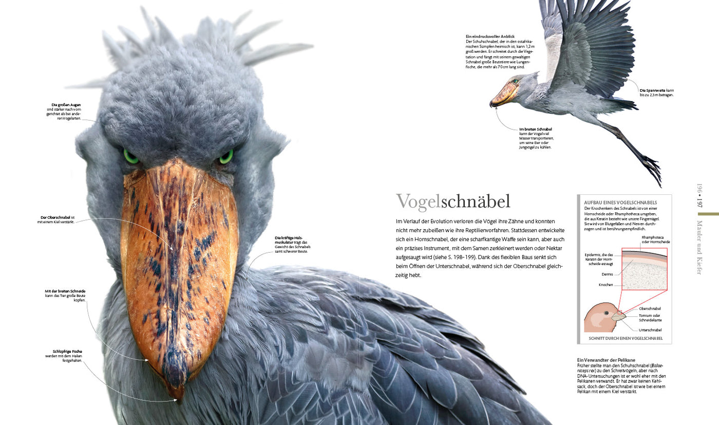 Die fantastische Welt der Tiere