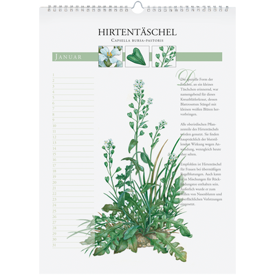 Immerwährender Wandkalender "Heilpflanzen unserer Heimat"