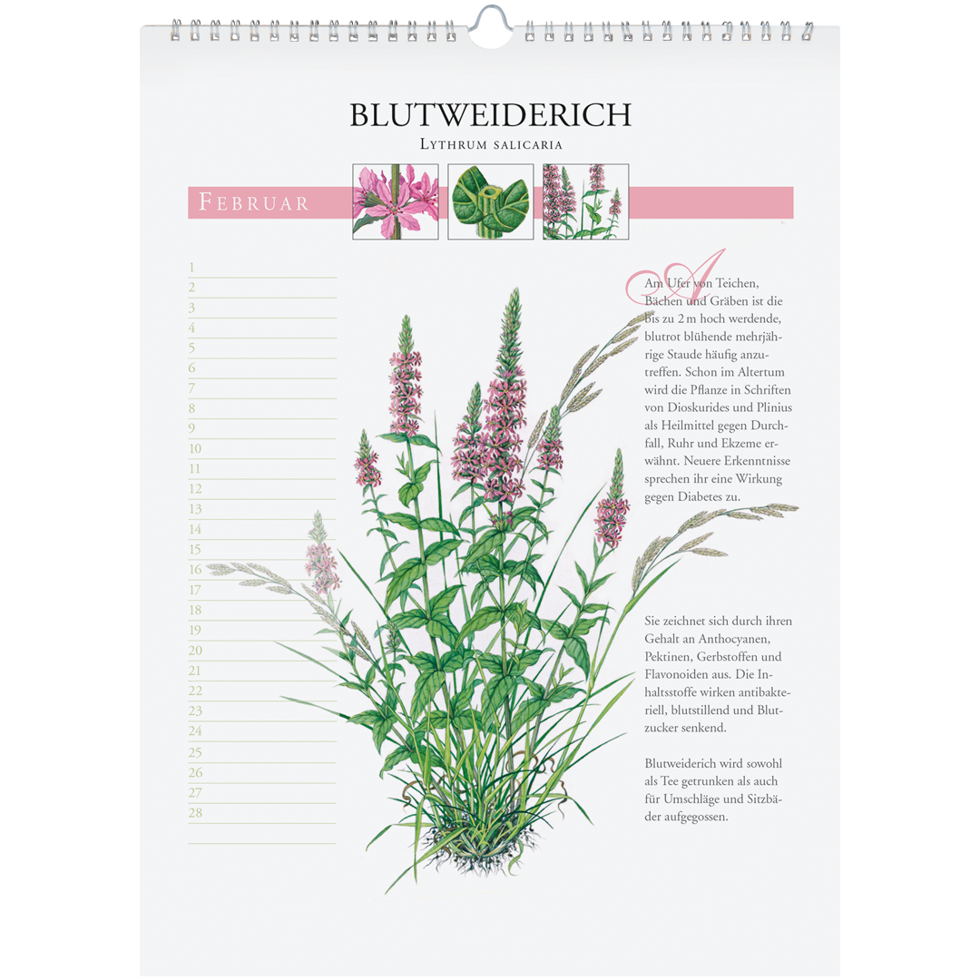 Immerwährender Wandkalender "Heilpflanzen unserer Heimat"