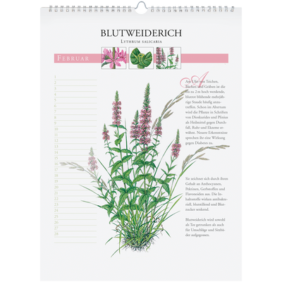 Immerwährender Wandkalender "Heilpflanzen unserer Heimat"
