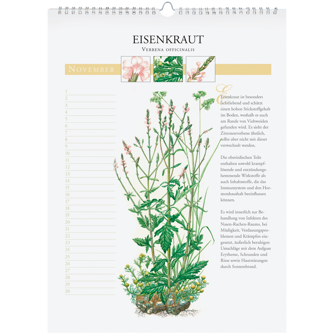 Immerwährender Wandkalender "Heilpflanzen unserer Heimat"