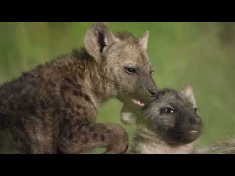 Wilde Tierbabys - Herausforderungen und Abenteuer im ersten Lebensjahr