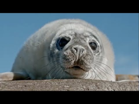 Wildes Skandinavien - Atemberaubende Natur und spektakuläre Tierwelt